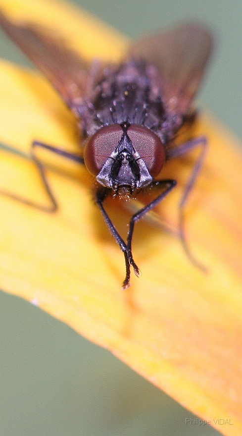 091 - Mouche sur un petale (2).jpg